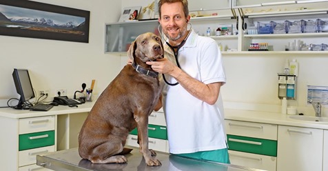 TUMOR, KREUZBANDRISS, HERZSCHWÄCHE Woran Hunde häufig leiden Und wie der Tierarzt helfen kann