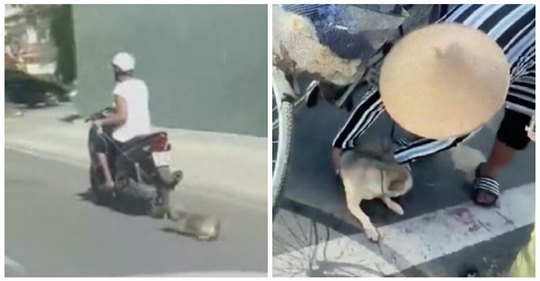 Zwei mutige Frauen retten Hund, der hinter Moped gezogen wird und ins Schlachthaus sollte