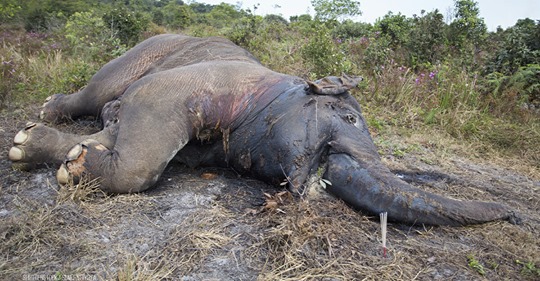 Botswana versteigert Lizenzen zum Töten von Elefanten an Trophäenjäger: Elefantenjagd-Verbot aufgehoben