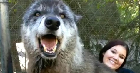 Wolfshund wird wegen extremer Größe für Fake gehalten