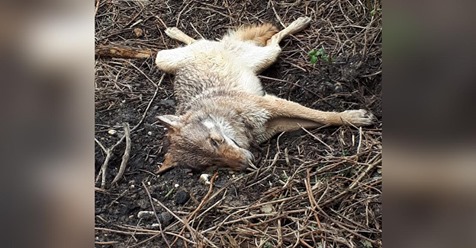 ERMUTLICH VON ZUG ERFASST Tote Wölfin in Wiesbaden gefunden