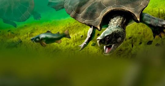 Wissenschaftler entdeckten in Kolumbien die versteinerten Überreste einer Riesenschildkröte.