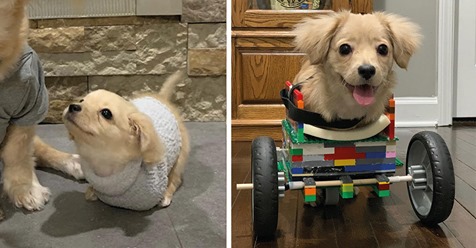 12 Jähriger baut Rollstuhl aus Lego für zweibeinigen Welpen