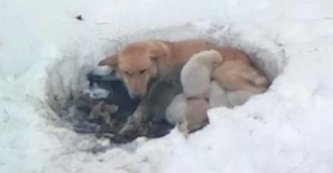 Mitten im Schnee ausgesetzt: Hundemama & ihre sechs Welpen vor Erfrieren gerettet