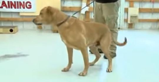Aus dem Dienst ausgeschiedener Polizeihund, der von seinem Hundeführer im Tierheim abgegeben worden ist, findet neues Zuhause