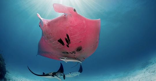 Pinker Rochen verzaubert Unterwasserfotografen