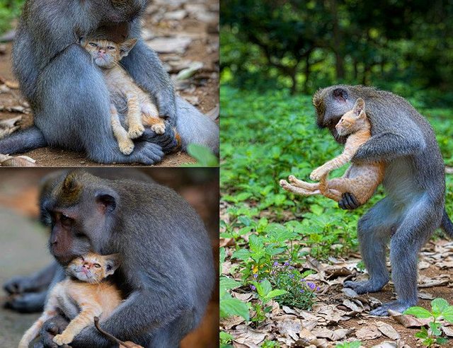 Affe adoptiert Kätzchen und behütet es wie ihr eigenes Baby