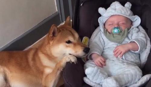 Die Reaktion des Hundes auf das Baby, als die Mama es aus dem Krankenhaus nach Hause bringt, lässt Herzen schmelzen