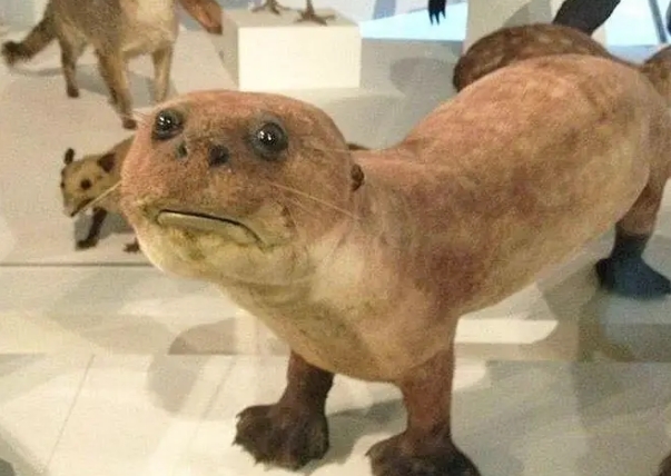 17 Museen, die eventuell noch nie ein echtes Tier gesehen haben