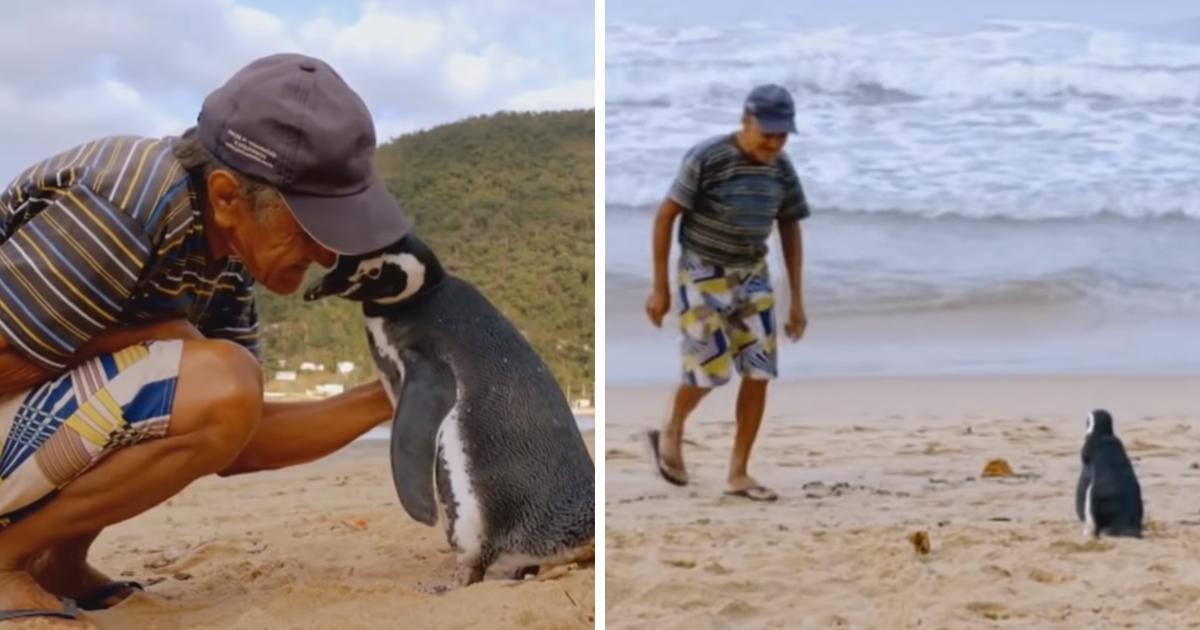 Pinguin schwimmt jährlich 5.000 Meilen, um den Mann zu besuchen, der ihn gerettet hat