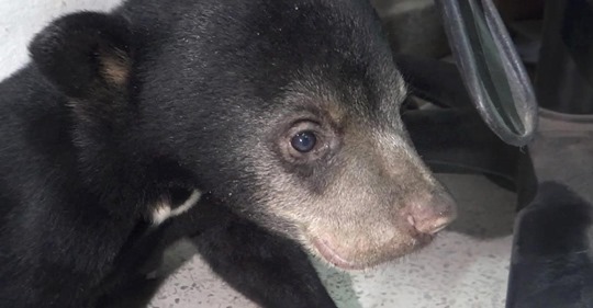 Tierärzte kümmern sich: Verletztes Bärenjunges nach Waldbrand gerettet