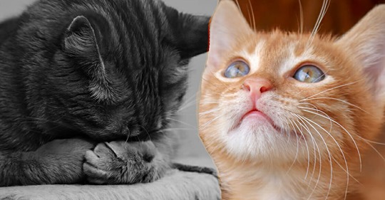20-Jährige ersticht ihre Therapie-Katze, „weil sie zu süß ist“ & wirft leblosen Körper aus dem Fenster