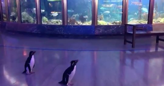 Keine Besucher, keine Regeln: Pinguine dürfen frei durch Aquarium stromern
