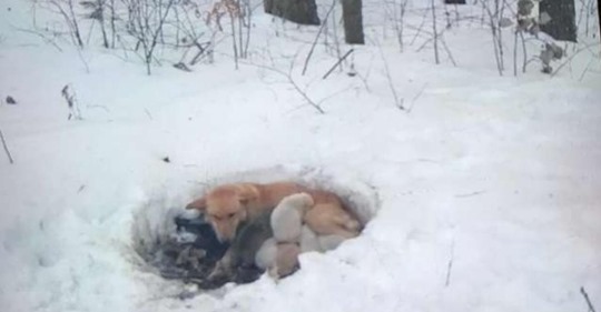 Fund im Schnee: Mutter versucht, Welpen zu schützen