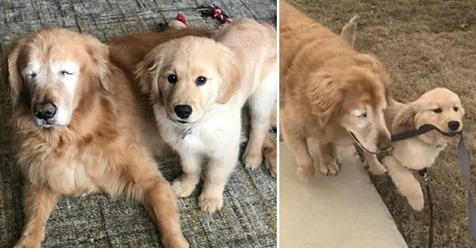 Blinder, alter Hund bekommt einen neuen Welpen-Gefährten – der ihn durchs Leben führt