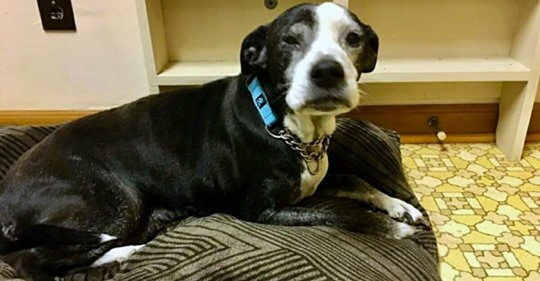Familie bittet Tierarzt Hund einzuschläfern: „Wollen uns nicht mehr um ihn kümmern“