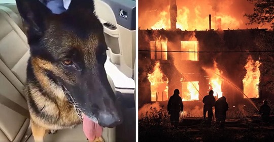 Polizeihund im Ruhestand zeigt, dass er immer noch ein Held ist, indem er Kleinkinder rettet, die in einem brennenden Haus gefangen sind