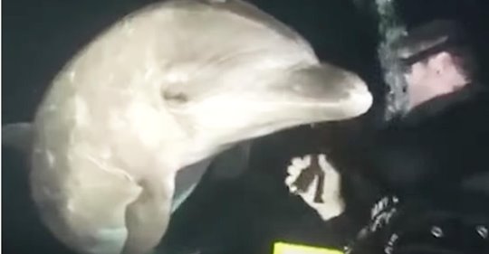 Ein Taucher schwamm in Hawaii, als ein Delfin auf ihn zukam und um Hilfe bat