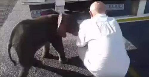 Durstiger, drei Wochen alter Elefant erscheint auf der Straße und wird von südafrikanischen Lkw Fahrern gerettet