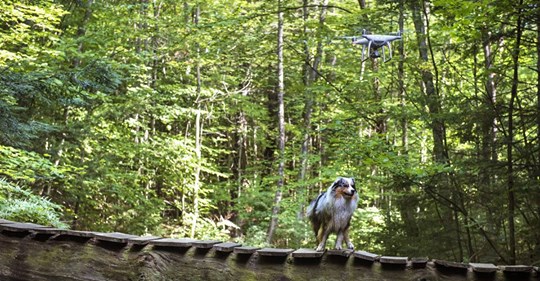 Typ führt seinen Hund mit Drohne Gassi – wegen Corona Quarantäne