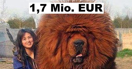 Die 10 teuersten Hunderassen der Welt
