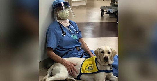 Therapie Hund hilft Krankenpflegern auf Intensivstation: Kuscheln, Trösten, Kraft geben