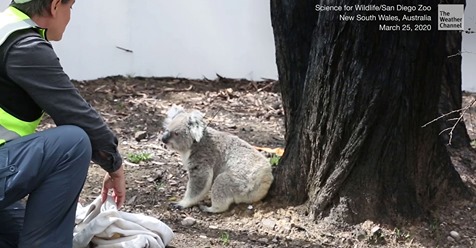 Rührende Szenen: Koalas dürfen wieder zurück nach Hause