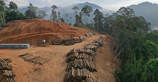 Im Schatten der Corona Krise: Regenwald wird stärker denn je abgeholzt