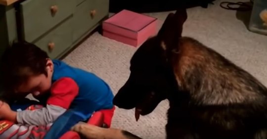 Deutscher Schäferhund bringt 4 Jährigen jede Nacht ins Bett