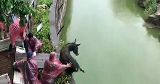 China: Menschen schmeißen verängstigten Esel in einen Wassergraben