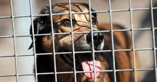 Hund auf Kreta gerettet: Vierbeiner wurde sein ganzes Leben eingesperrt