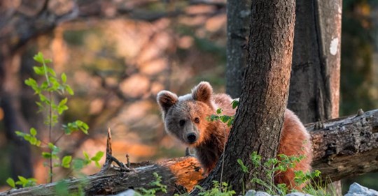 Hier leben fast 1000 wilde Braunbären - mitten in Europa
