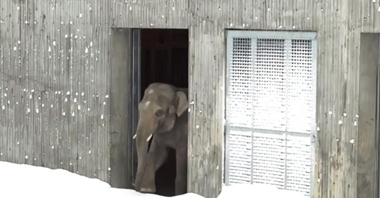 Ein Zoo schließt wegen eines Schneesturms und die Tiere kommen zum Spielen heraus
