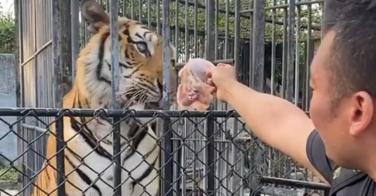Australier bricht in thailändischen Zoo ein, um Tiere zu füttern - und wird festgenommen
