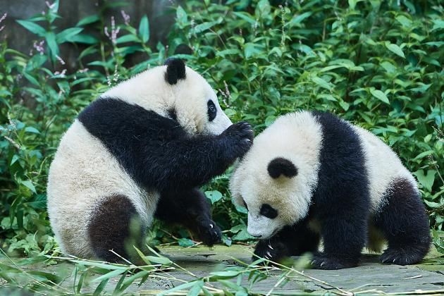 Zehn Jahre lang versucht, in Corona Quarantäne klappte es: Pandas in Zoo pflanzen sich fort