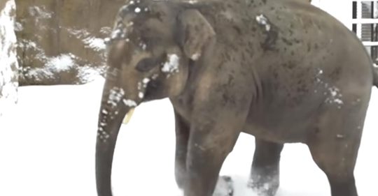 Zoo wegen Schneefall geschlossen und Kamera filmt ein Elefantenbaby, das außer sich ist vor Freude