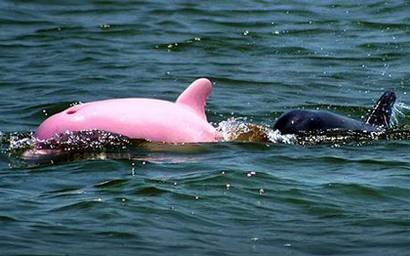 Pinky die Delfindame konnte wieder einmal dabei beobachtet werden, wie sie mit ihrem Kind durch einen Fluss schwamm