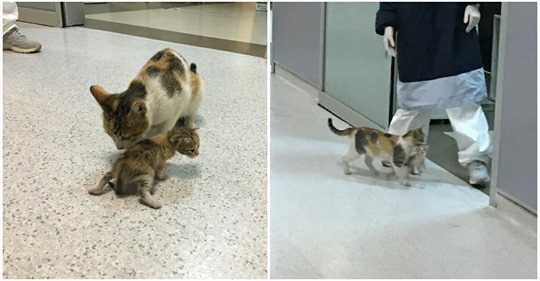 Streunende Katzen Mutter trägt ihr verletztes Baby in Notaufnahme: Ärzte helfen der Katzenfamilie