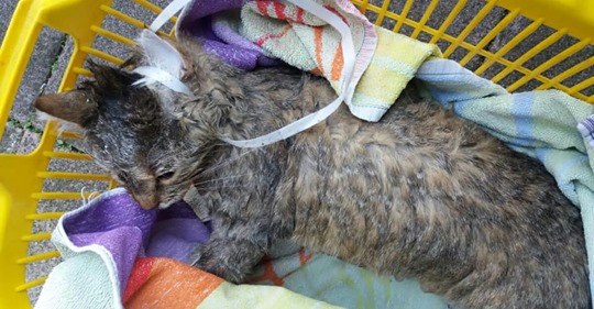 Katze „Lussi“ stranguliert & erstickt: 1.000€ für Hinweise zum Tierquäler aus Weimar
