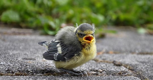 Warum Sie 'aus dem Nest gefallene' Jungvögel lieber sitzen lassen sollten