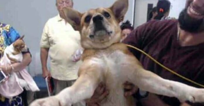 Mann gibt seinen Hund in Tierheim ab und 'lächelt von Ohr zu Ohr' – ihm ist die Angst anzusehen