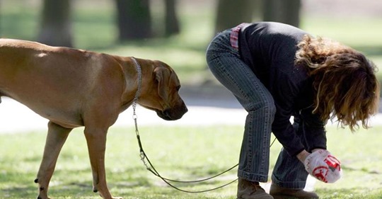 Sonst droht eine Strafe: In Berlin müssen Hundehalter jetzt Kot-Tüten vorzeigen