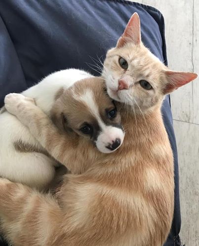 Die Katze ist verzweifelt, nachdem sie ihre Kätzchen verloren hat, bis sie einen Wurf Welpen findet, um den sie sich kümmern kann