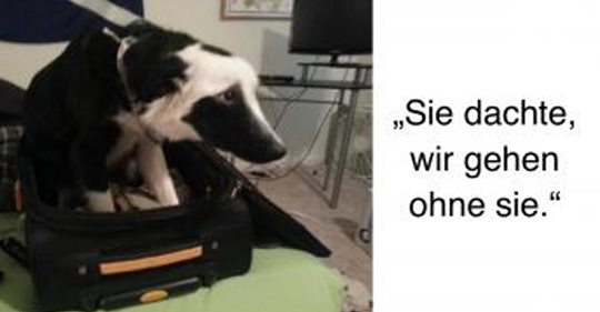 13 Tiere, die ihre Besitzer nicht gehen lassen wollen