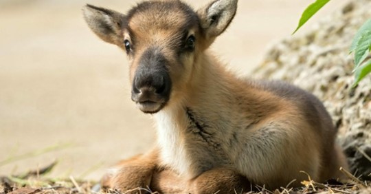 Süße Rentier-Babys warten auf Schönbrunn-Besucher