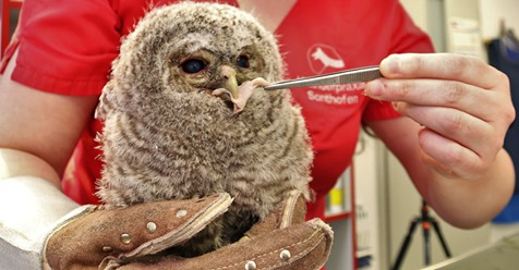 Hubschrauber weht Waldkauz-Baby vom Baum - doch es gibt ein Happy End