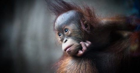 TRAUER IM LEIPZIGER ZOO Orang-Utan-Baby Rima plötzlich gestorben