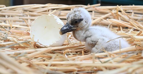 Storchen-Baby per Kaiserschnitt gerettet