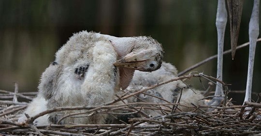 Schwangere Storchen-Mutter tot gefunden: Ei per Kaiserschnitt gerettet & Baby ausgebrütet