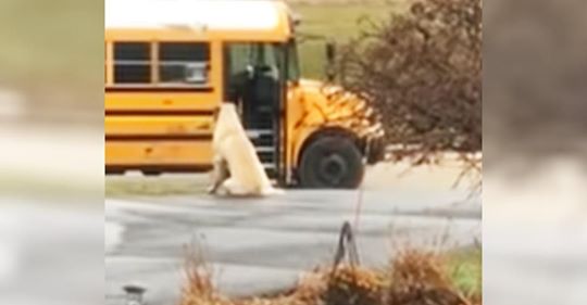 Ein riesiger Hund wartet jeden Morgen, um sicherzustellen, dass die Kinder seiner Besitzerin sicher in den Schulbus steigen